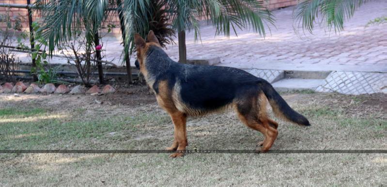 Diana vom Dulls Kennel | German Shepherd Dog 