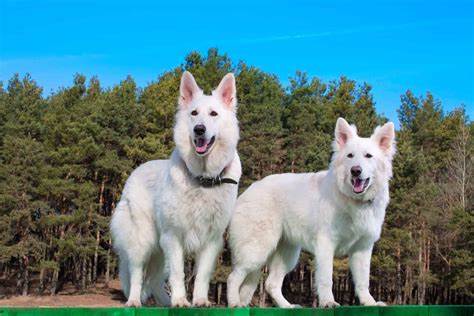 White Swiss Shepherd Dog