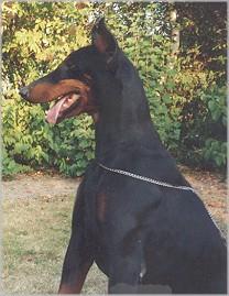 Gravin Hera v. Neêrlands Stam (NHSB 1307883) | Black Doberman Pinscher