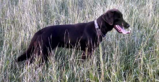 CPR Lightning Of Rock Hard Pointing Labs | Black Labrador Retriver