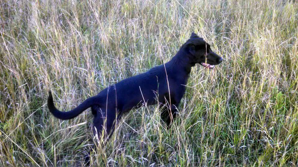 CPR Shyloh Of Rock Hard Pointing Labs | Black Labrador Retriver