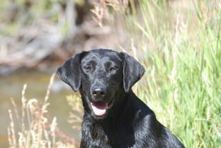 Moco's Just What The Doctor Ordered MH | Black Labrador Retriver