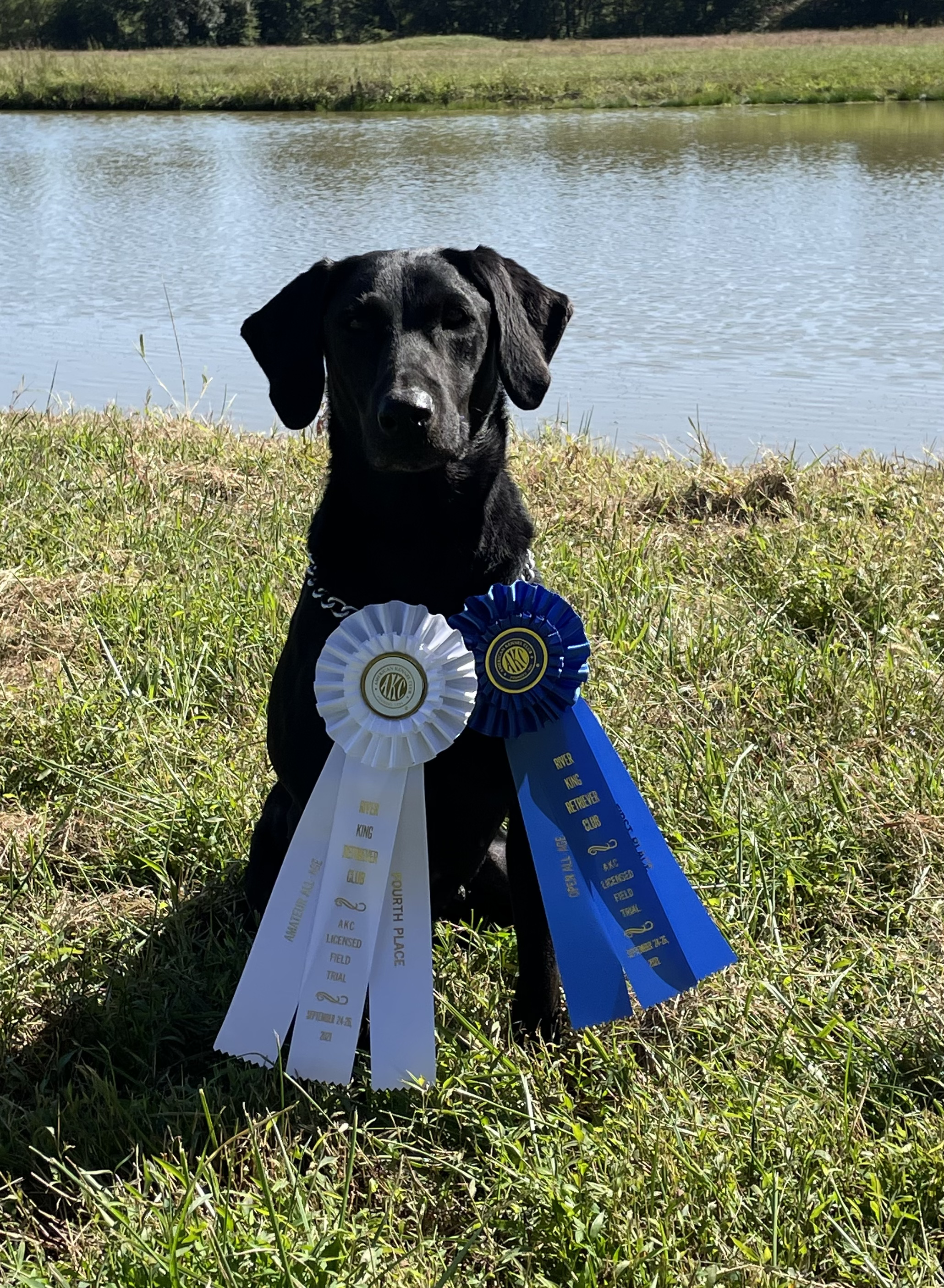 FC Troublesome Canadian Huntress | Black Labrador Retriver