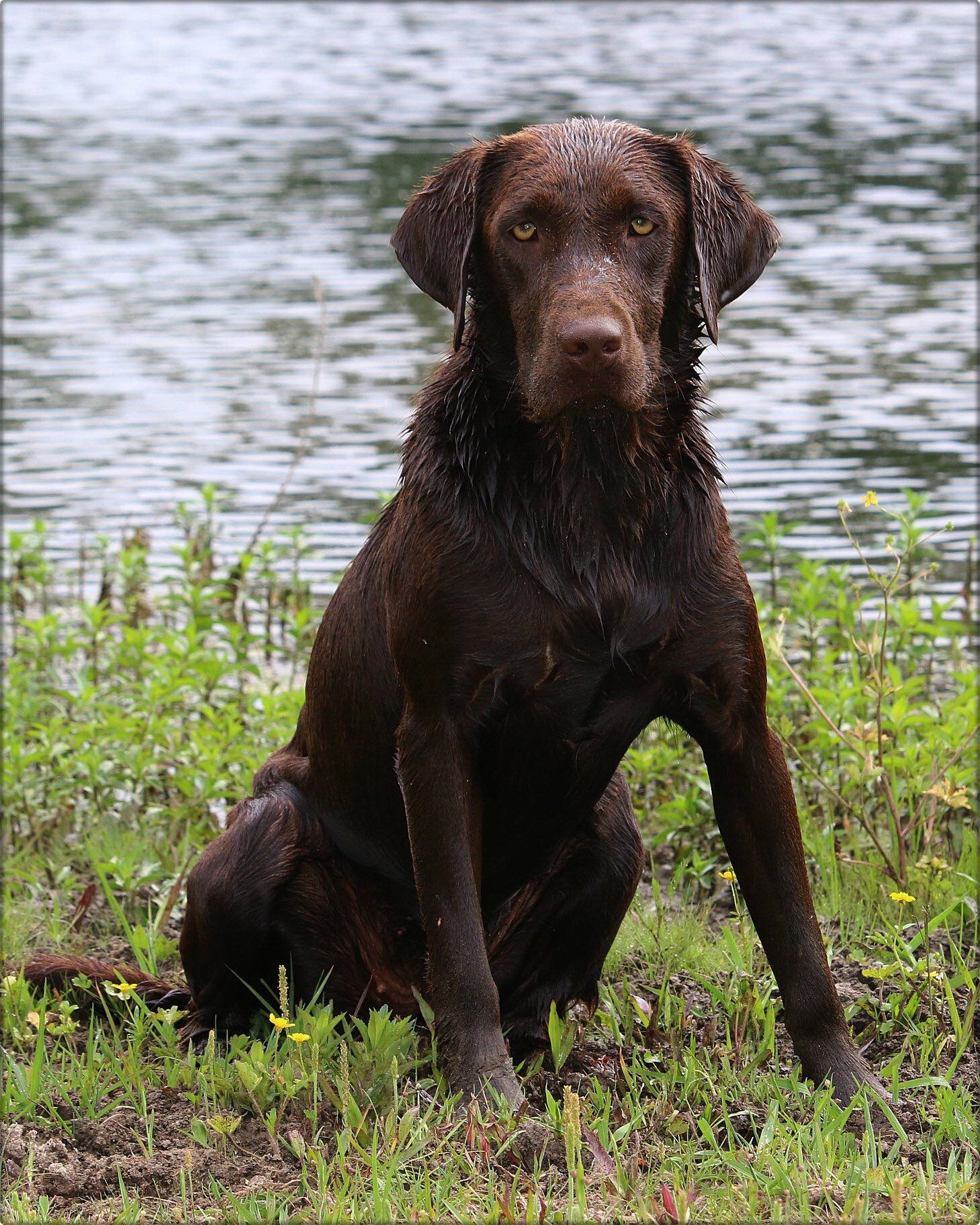 SBR Cricket's Double Shot Of Yam DJ | Chocolate Labrador Retriver