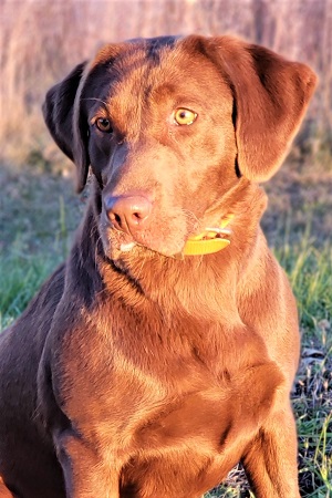 SBR Hoppy's Road Trip Ryder | Chocolate Labrador Retriver