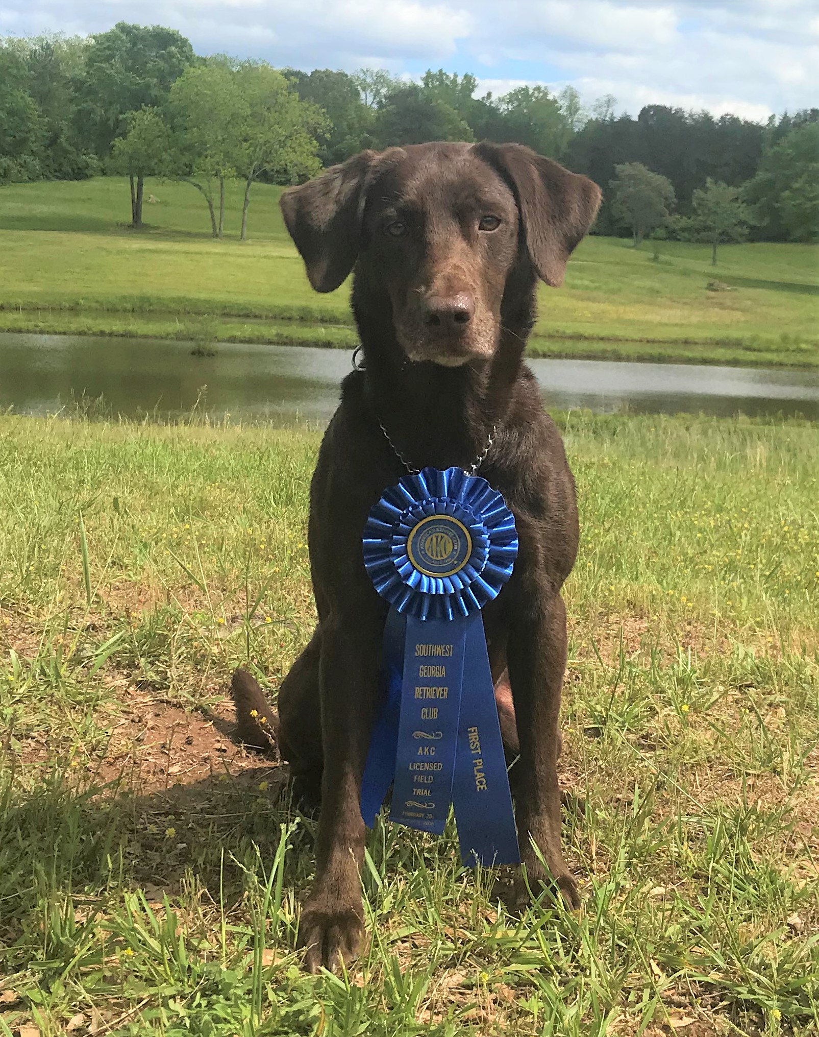 HRCH BB Aces Ten High Little Blind MH15 QAA | Chocolate Labrador Retriver