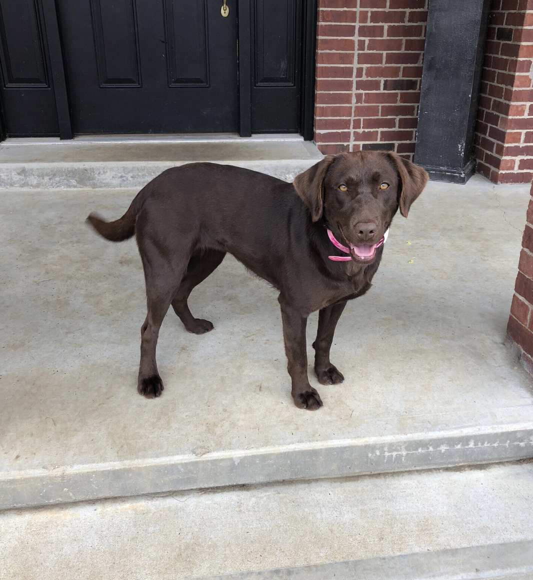 Sbr Skyline Drives She's Got Jaz | Chocolate Labrador Retriver