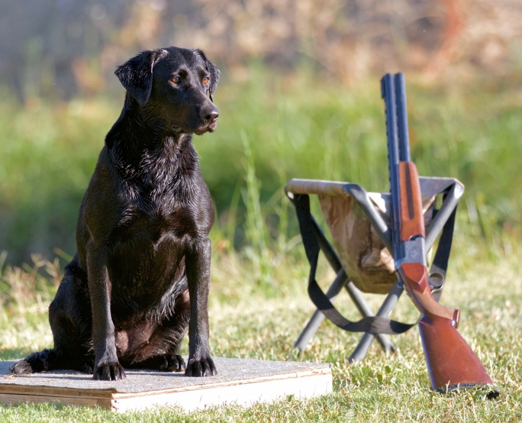 Bayside's Blue Water Candy CD CDX SH ITD | Black Labrador Retriver