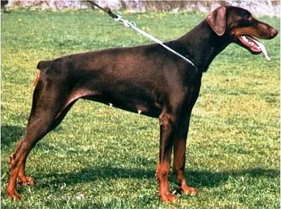 Odi v.h. Wantij | Brown Doberman Pinscher