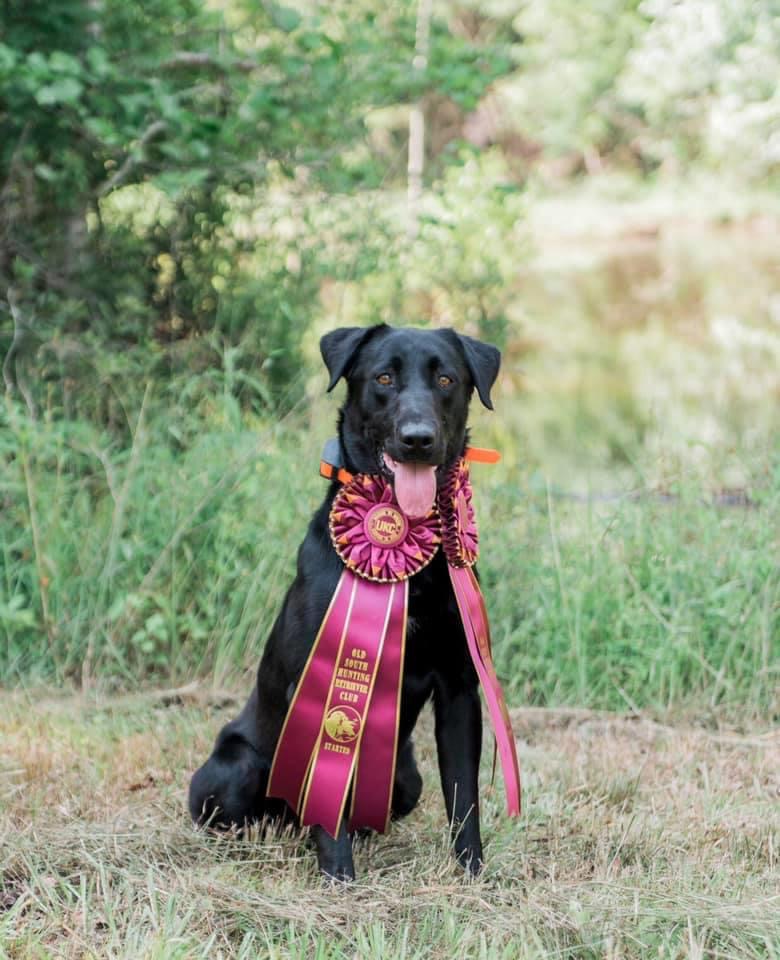 SHR Jd's Knock'em Down Drake JH | Black Labrador Retriver