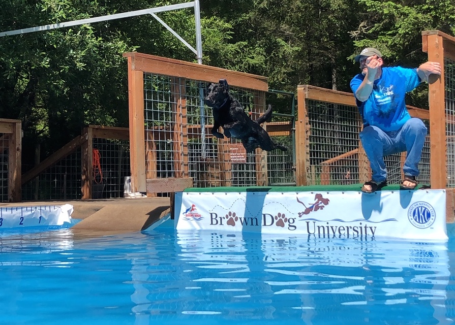 HFR'S Gettin' To Work In Dew Time NADD DJA DS,World Champ Dock Dogs Competitor,AKC NADD Eukanuba Nationals Qualifier, Dock Dogs Natl SR Express BA Jr | Black Labrador Retriver