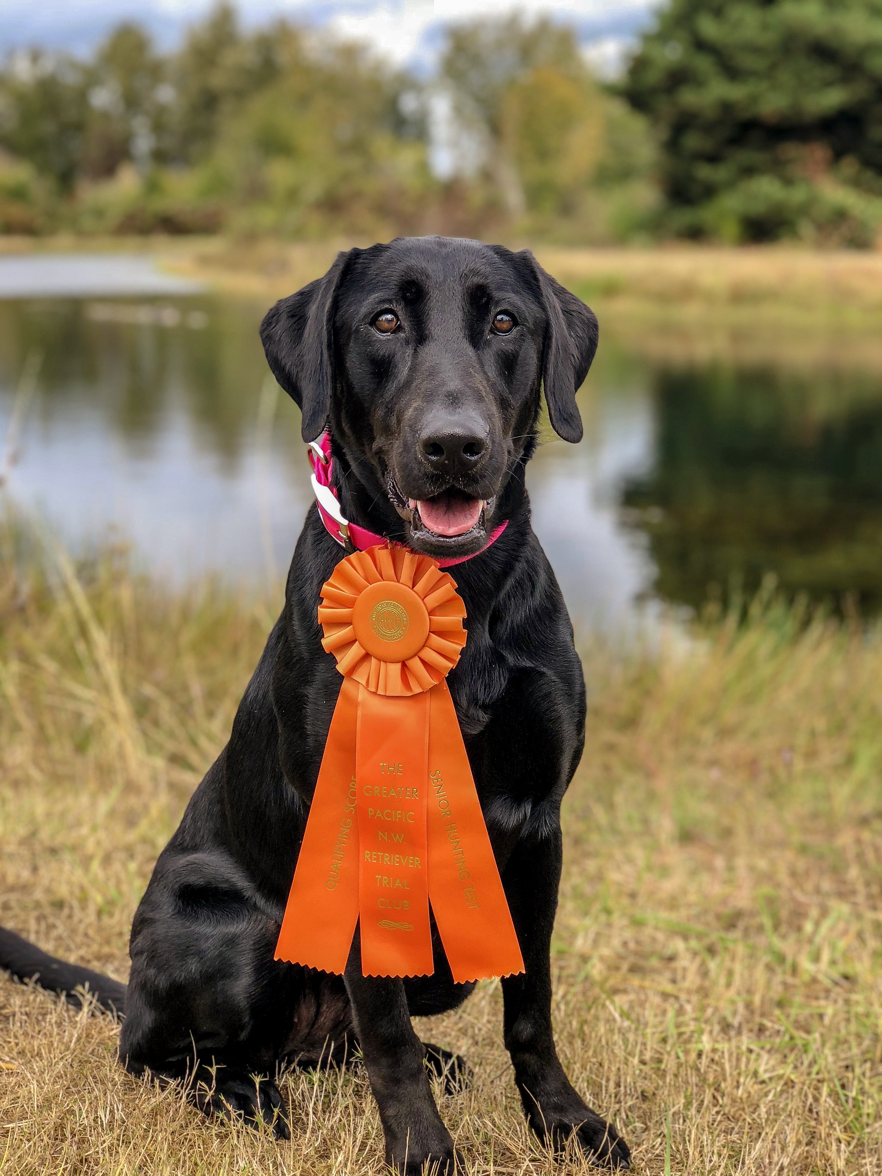 Simcoe Mountains Black Hawk MH | Black Labrador Retriver