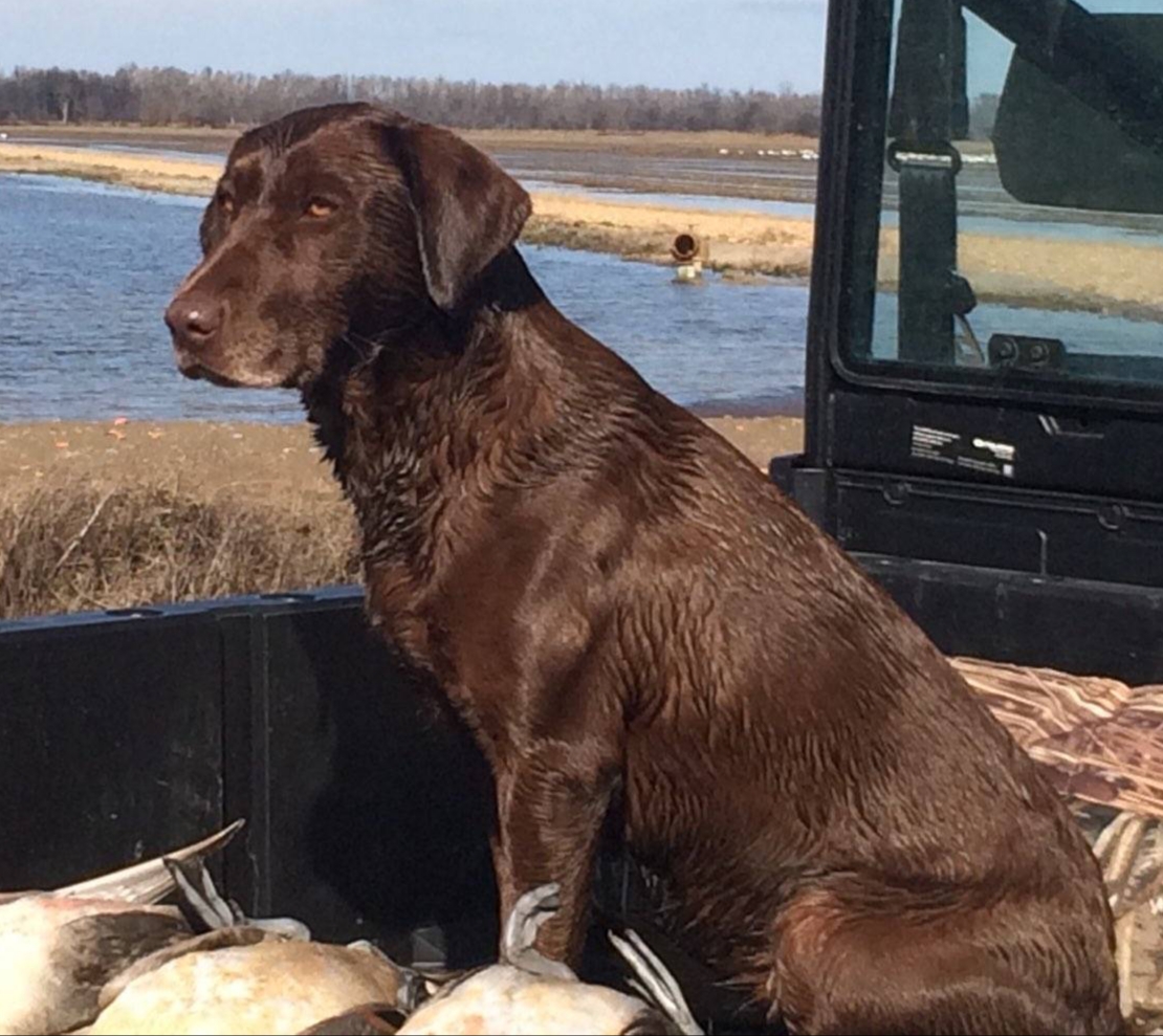 Flatwood's Belle SH | Chocolate Labrador Retriver