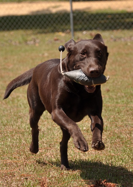 SHR Firedup Blazin Cajun Gator Mama | Chocolate Labrador Retriver