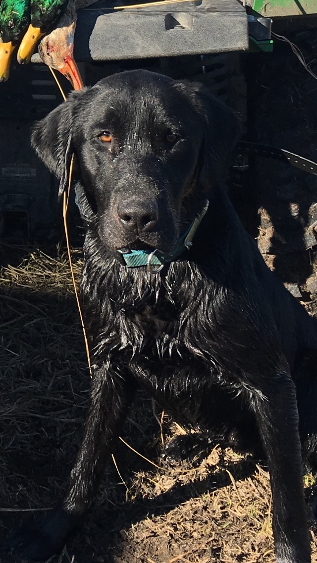 HRCH KB'S Second Chance "Jax" | Black Labrador Retriver