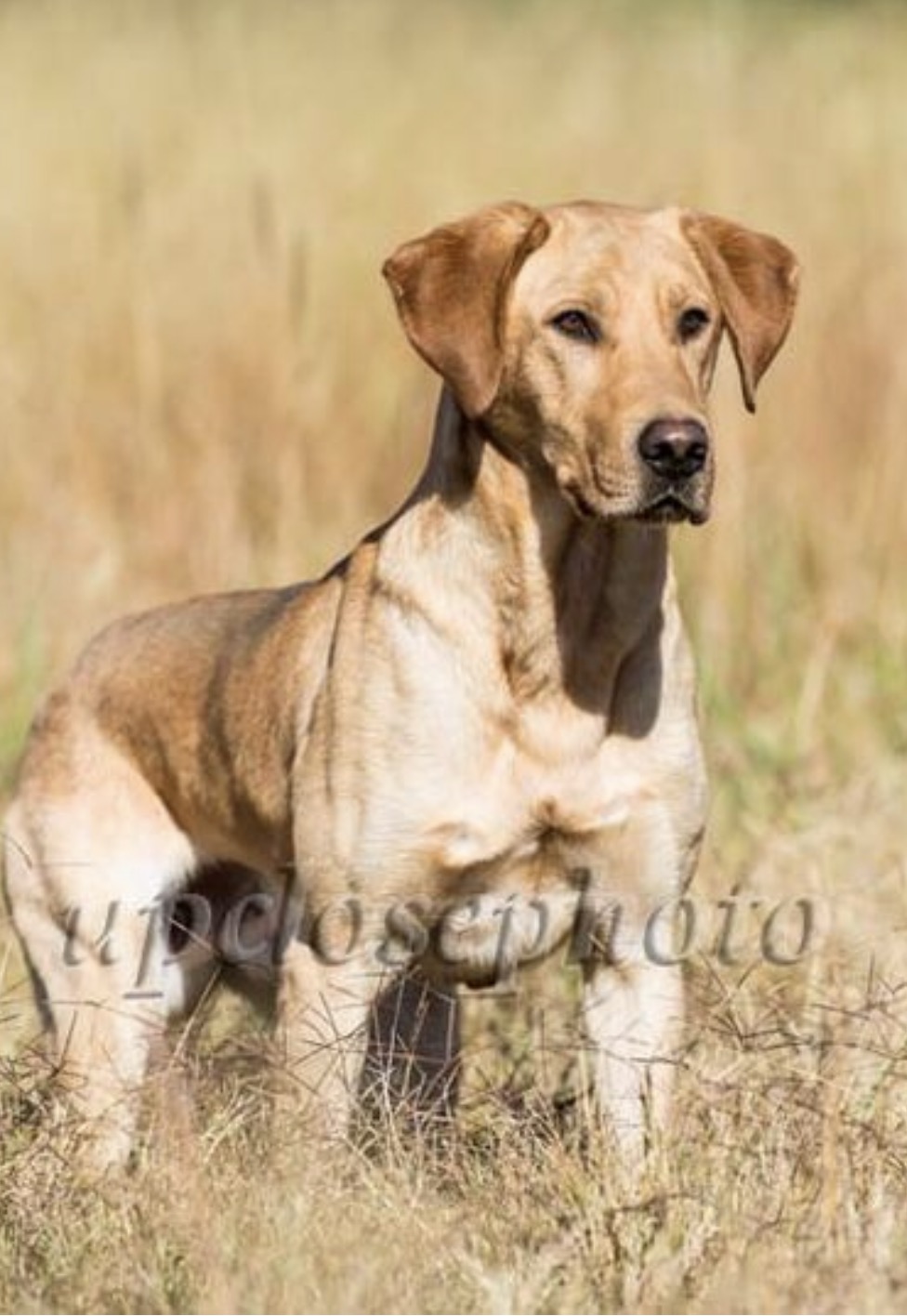 GRHRCH October Skys Knucklin Buckster MNR | Yellow Labrador Retriver