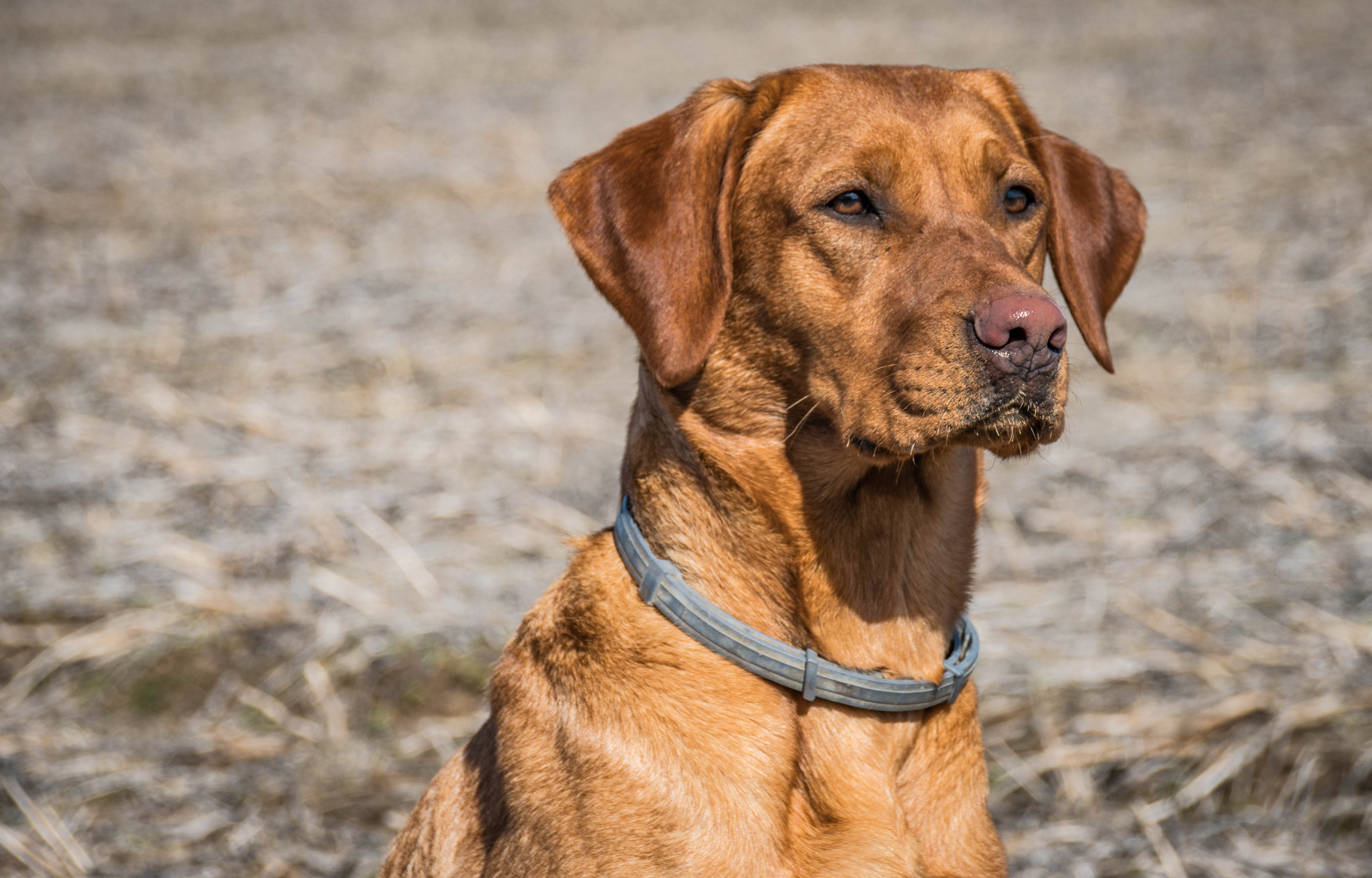 Keuka Lake's Sweet Red | Yellow Labrador Retriver