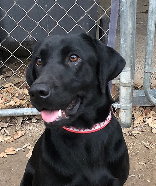 Crumpler's It's Just A Bunch Of Hocus Pocus | Black Labrador Retriver