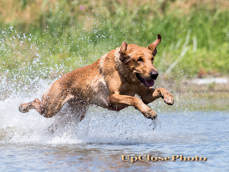 HRCH Kanati's Redneck Romeo | Yellow Labrador Retriver