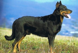 Okoume des Assiers | Beauceron 