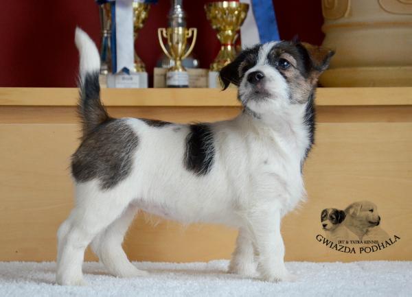 KRATECZKA Gwiazda Podhala | Jack Russell Terrier 