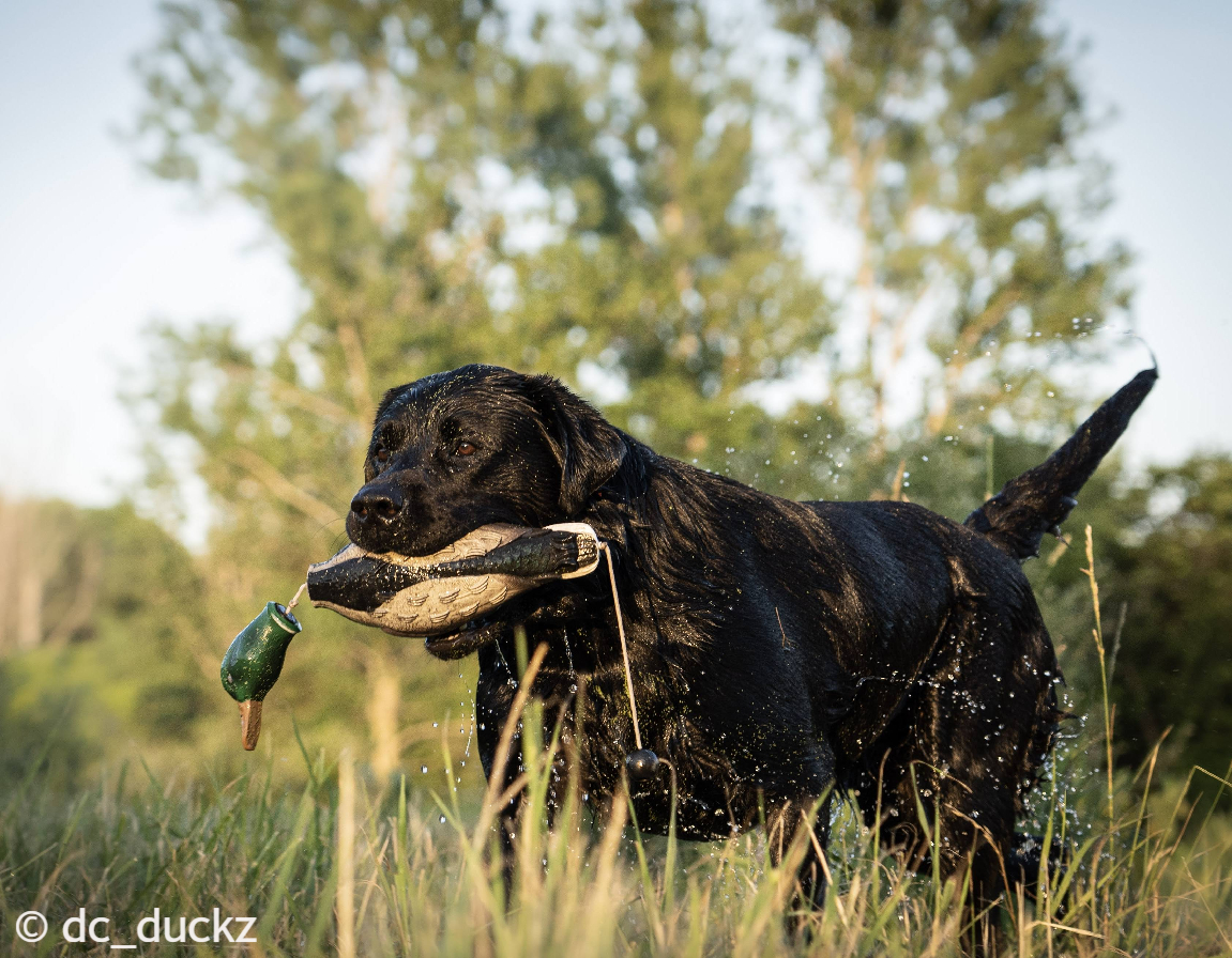 PTE MN EE EI EC HR UH GRCH AmCH-Ptd Endeavor Darkest Just Before Dawn MH CA SIN SBN SCN CGC TKN WCX | Black Labrador Retriver