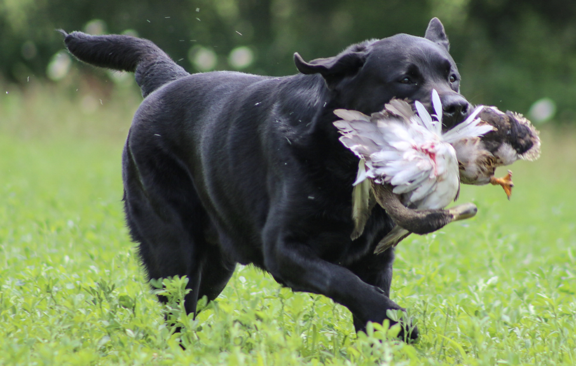 PTE MN EE EI EC HR UH GRCH AmCH-Ptd Endeavor Darkest Just Before Dawn MH CA SIN SBN SCN CGC TKN WCX | Black Labrador Retriver