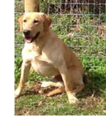 Crow Rivers Max's Private Stock QA2 | Yellow Labrador Retriver