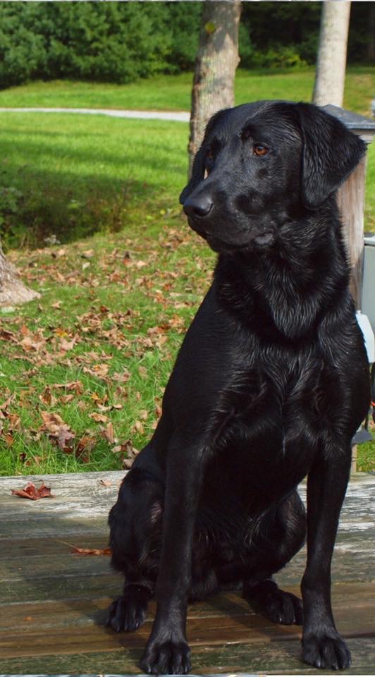 Lick Creek Marsh Monster MH | Black Labrador Retriver