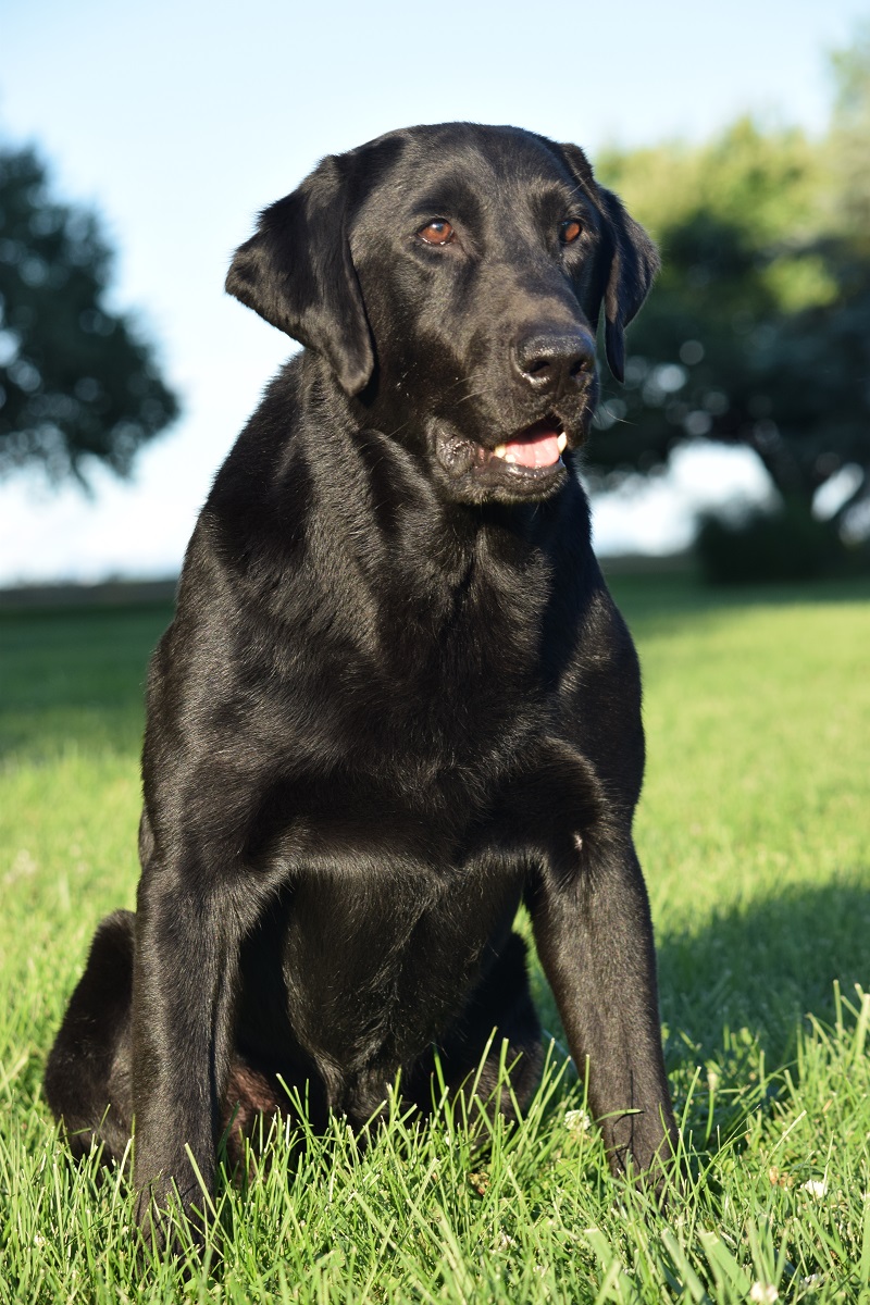 4xGMPR Tippecanoe's Titan MH | Black Labrador Retriver