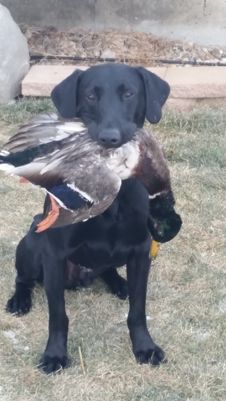 HRCH T&G's Midnight Assassin MH | Black Labrador Retriver