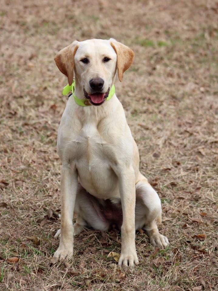 Wright's Hiding In The Tule | Yellow Labrador Retriver