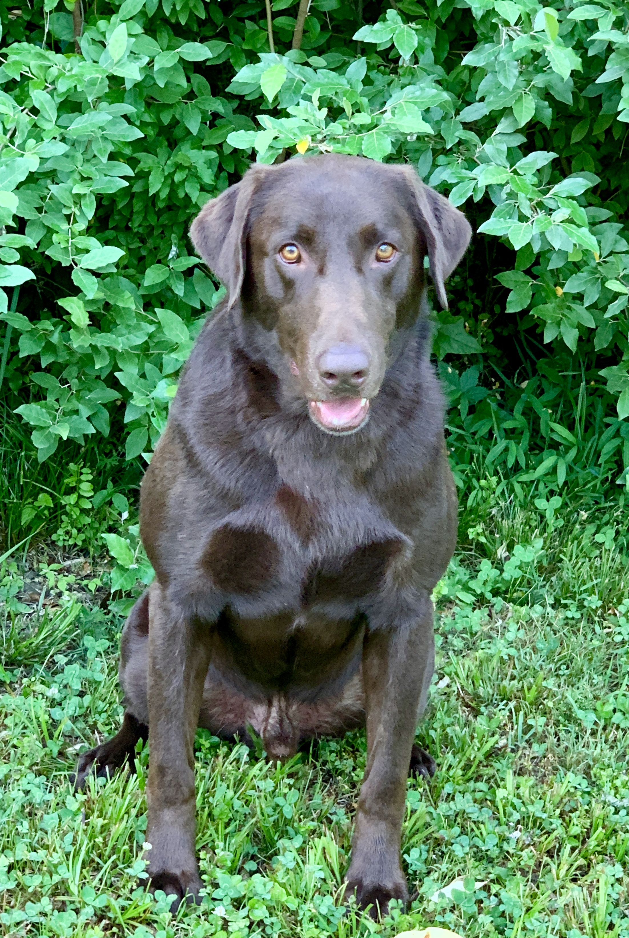 HRCH UH Firedup Little Deuce Coupe | Chocolate Labrador Retriver