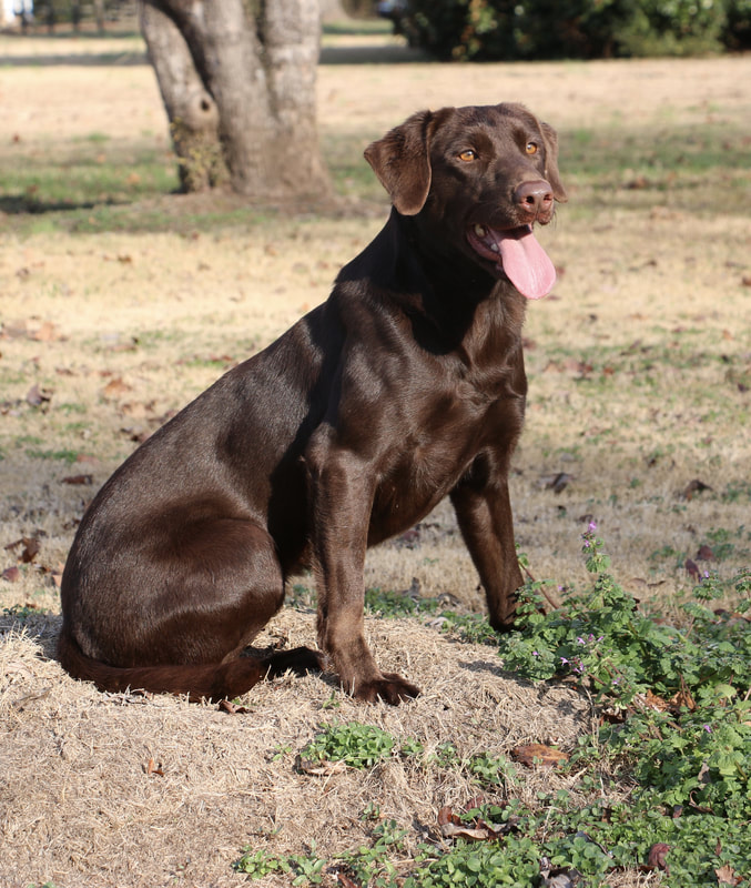 SHR Championlabs' Close Shave | Chocolate Labrador Retriver