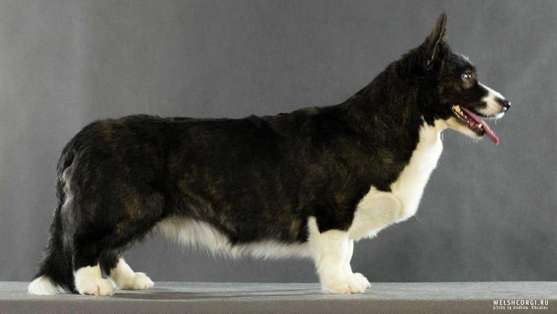 Aethwy Kyoto Song | Cardigan Welsh Corgi 