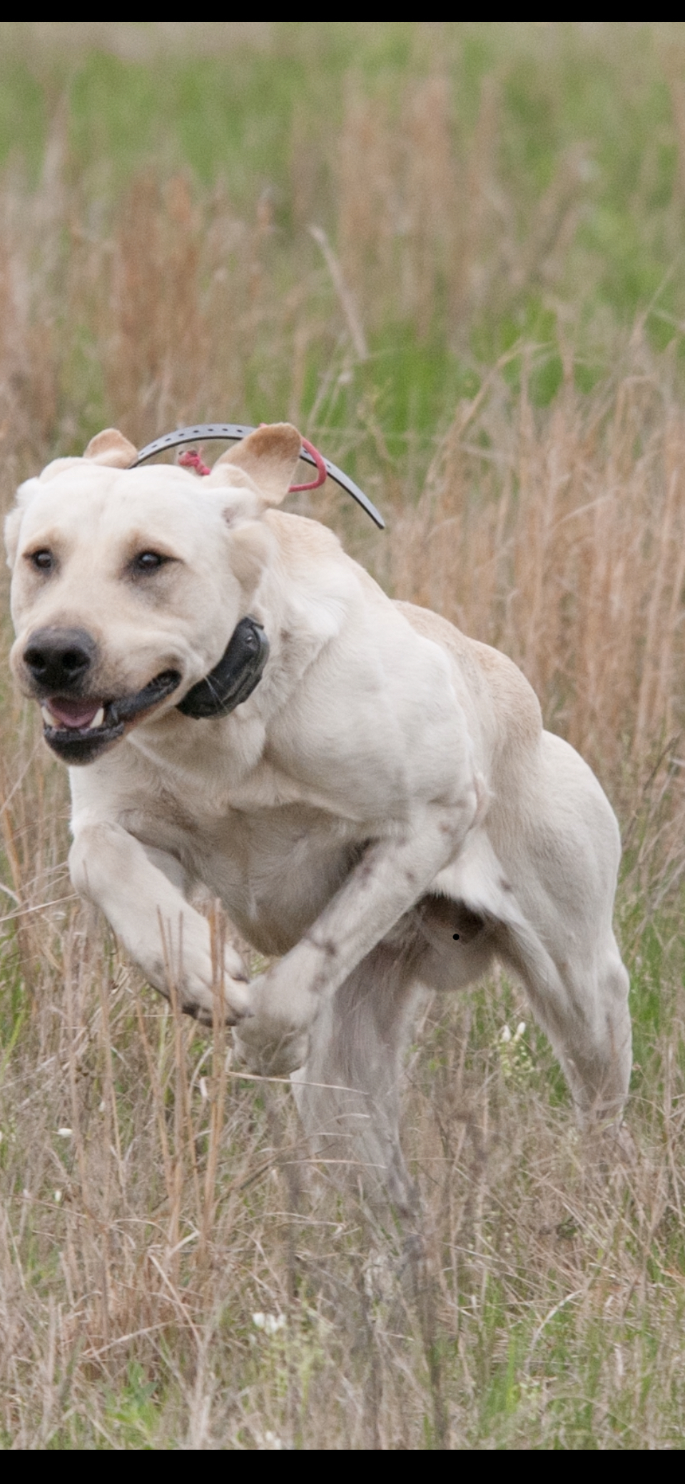 HR Circle T's Little Rascal | Yellow Labrador Retriver