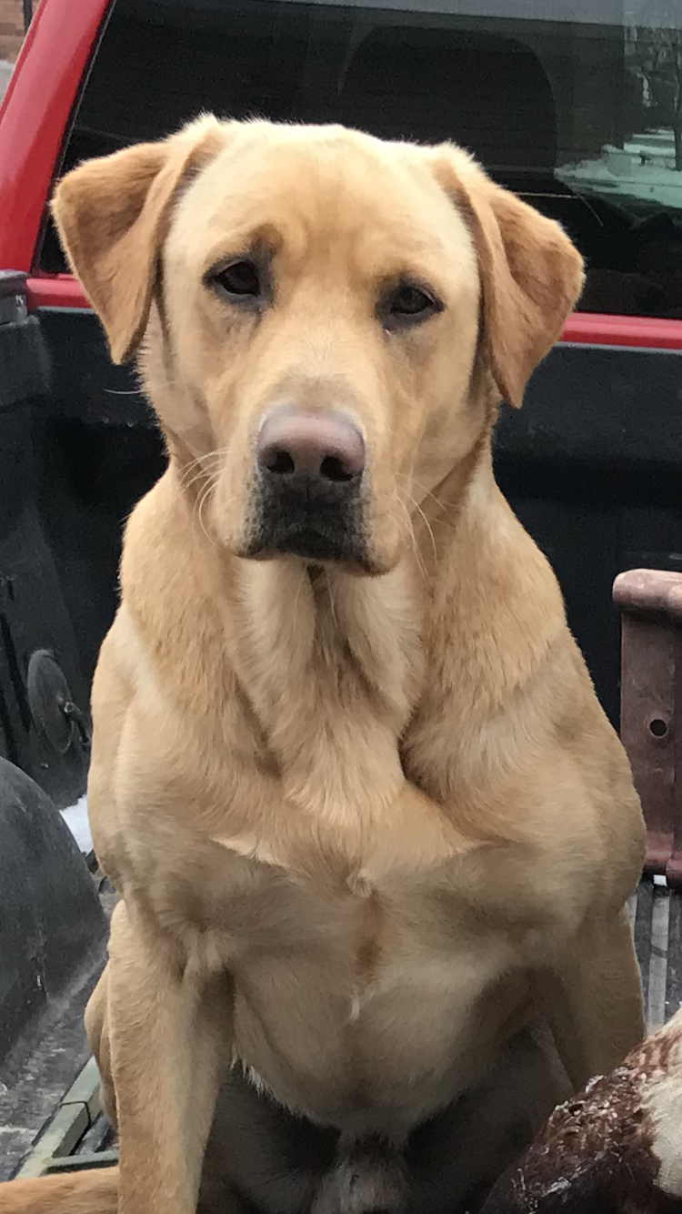 HRCH Blue & Rose's Thunderstruck Boom | Yellow Labrador Retriver