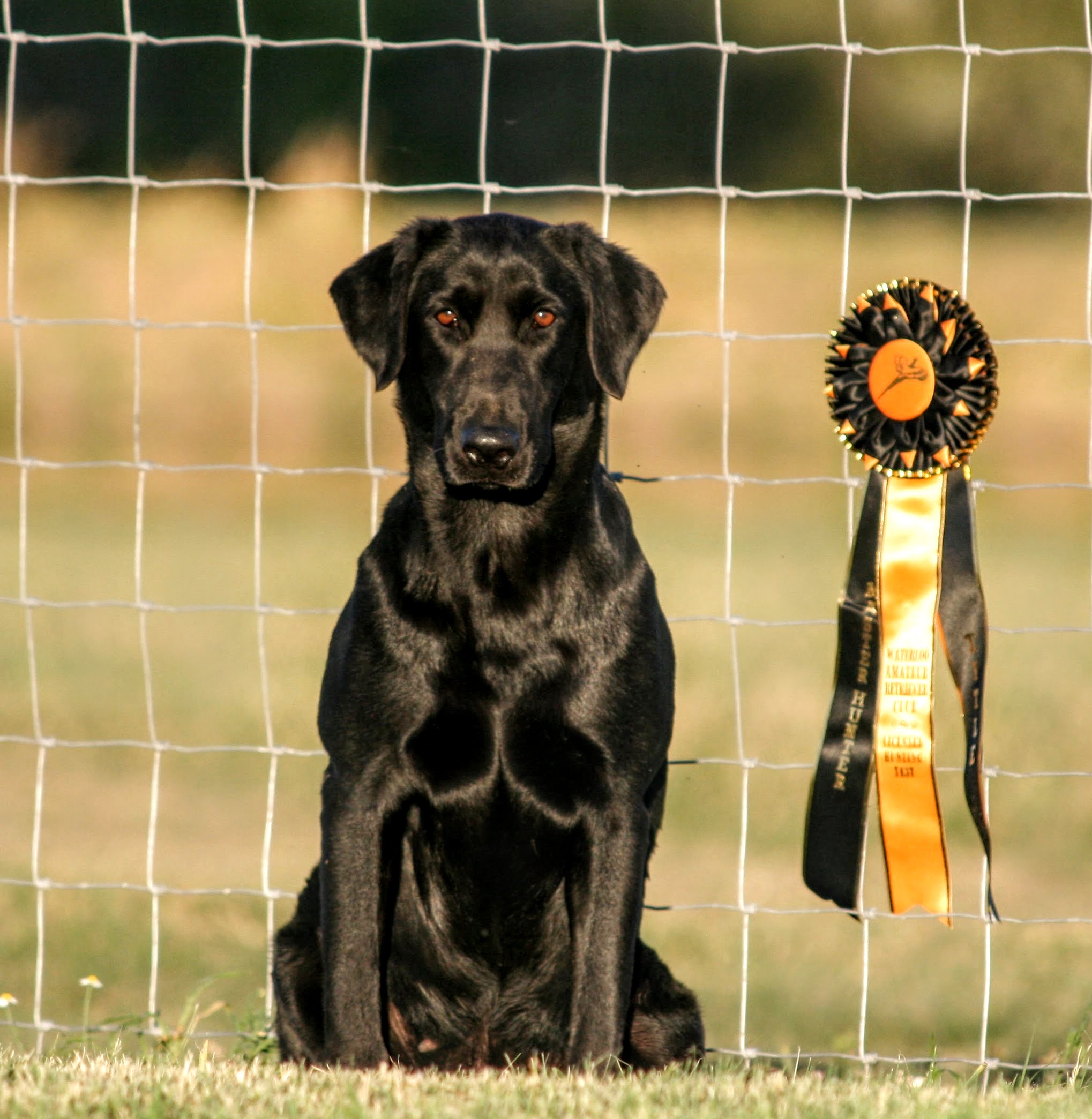 HRCH Maxxed Out Horizontal Tyme MH QA2 | Black Labrador Retriver