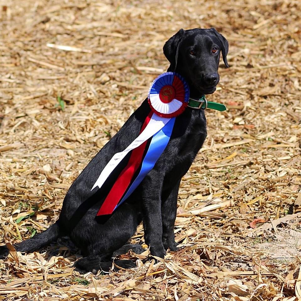 SHR Denton's Downtown Dexter | Black Labrador Retriver