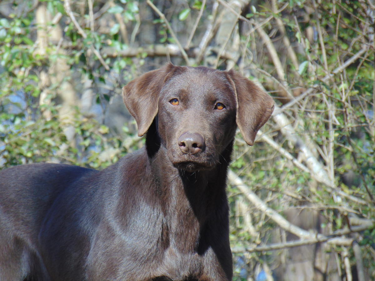 Enid's Magic Expresso | Chocolate Labrador Retriver