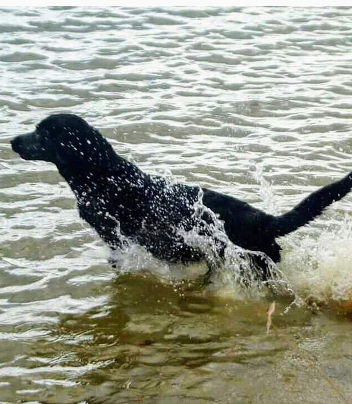 River Run's Show Em What A Lil Girl's Made Of | Black Labrador Retriver