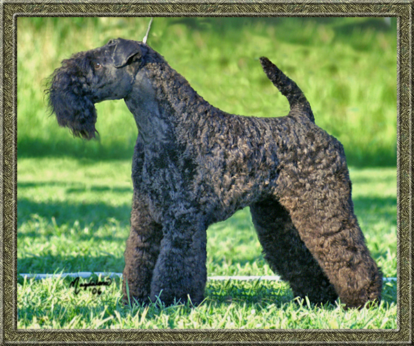 Rollick's Fool For Fame | Kerry Blue Terrier 