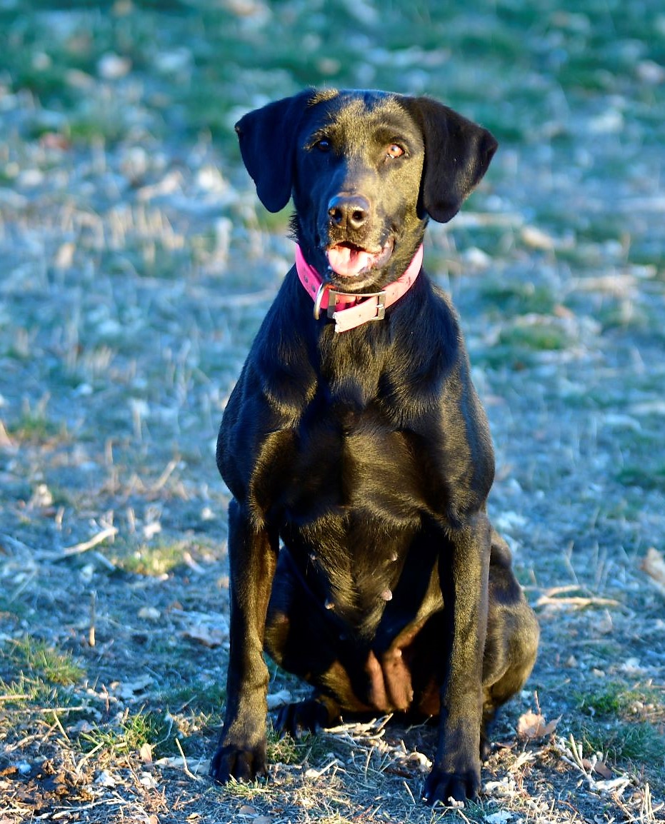 Pearl River Choctaw Maizie MH | Black Labrador Retriver