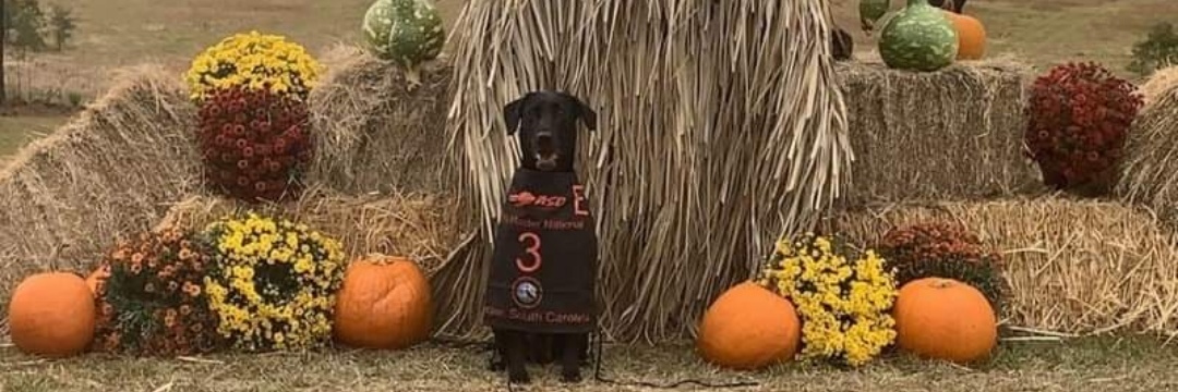 HR Maddie Of Rock Hard Pointing Labs MH | Black Labrador Retriver