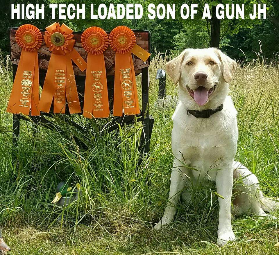 SHR High Tech Loaded Son Of A Gun JH | Yellow Labrador Retriver