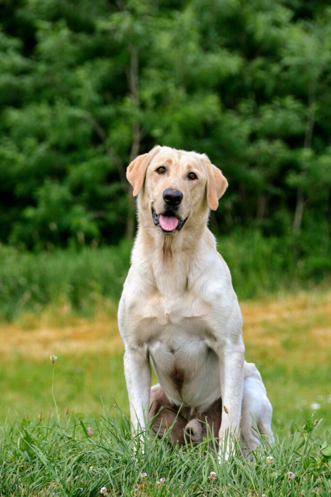 Topgun's Whiskey Tango Foxtrot  MH | Yellow Labrador Retriver