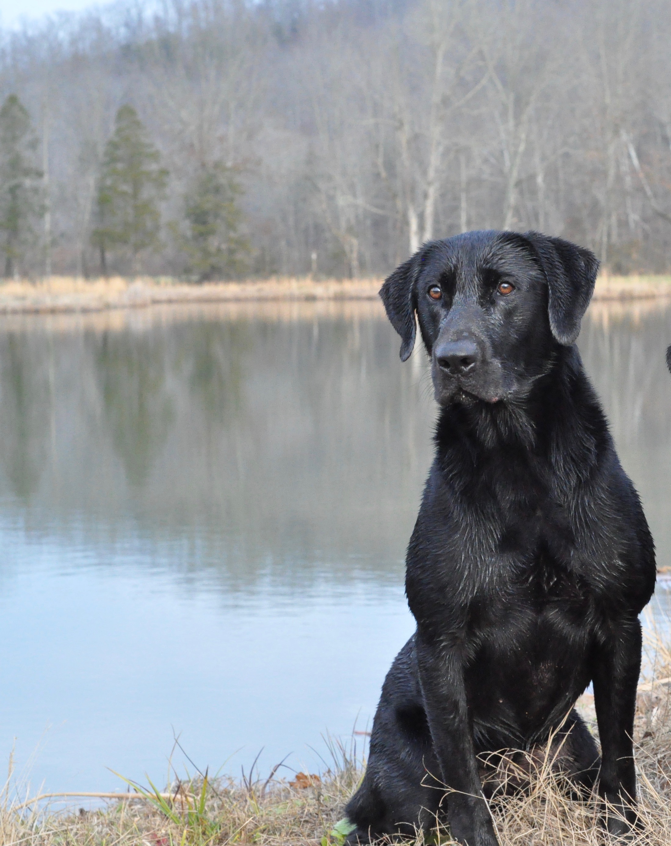 Rocky Tops Dark Knight QAA | Black Labrador Retriver