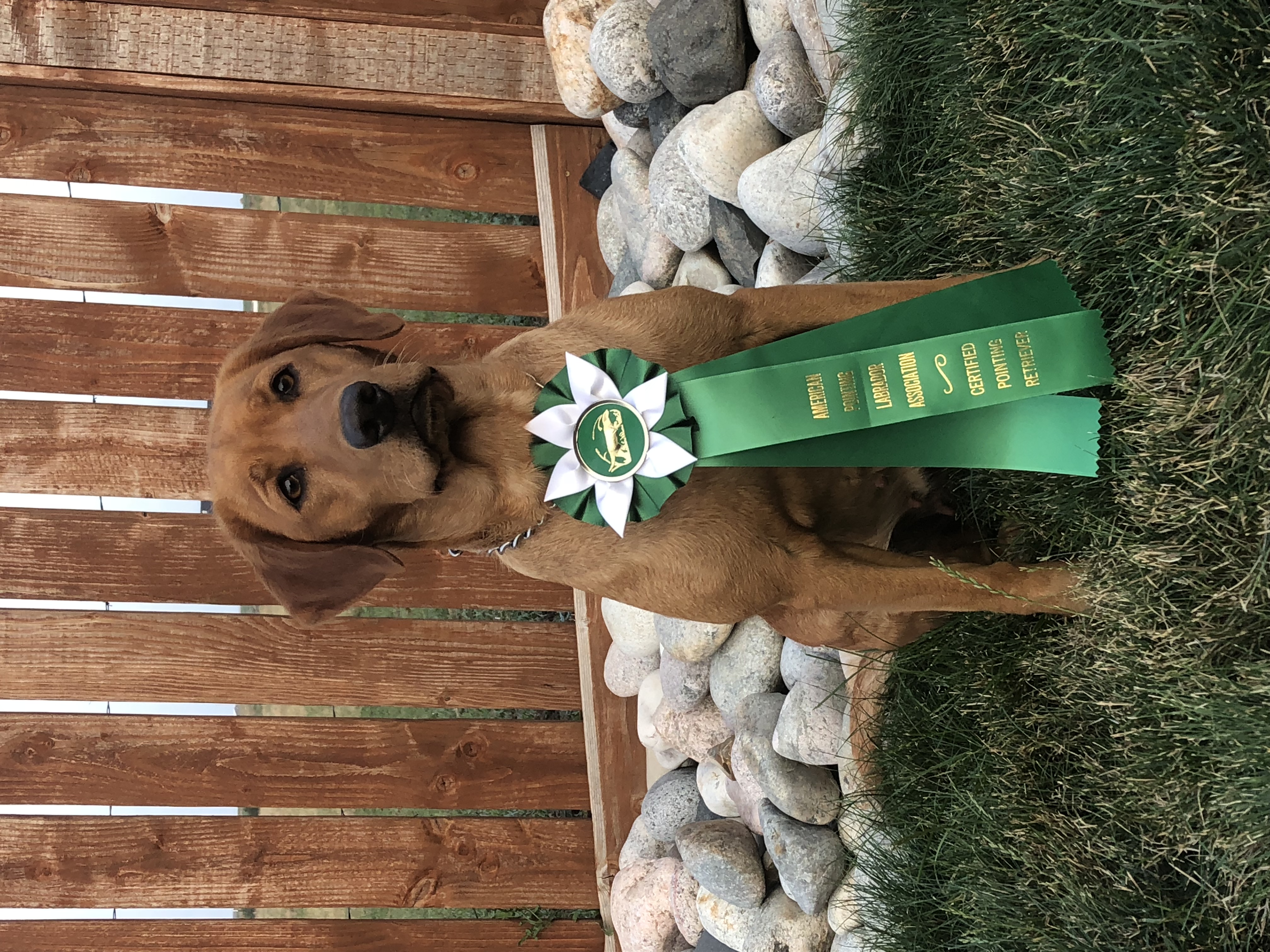 APR HR Indi Rose Montana's Red Rooster Pointing Lab | Yellow Labrador Retriver