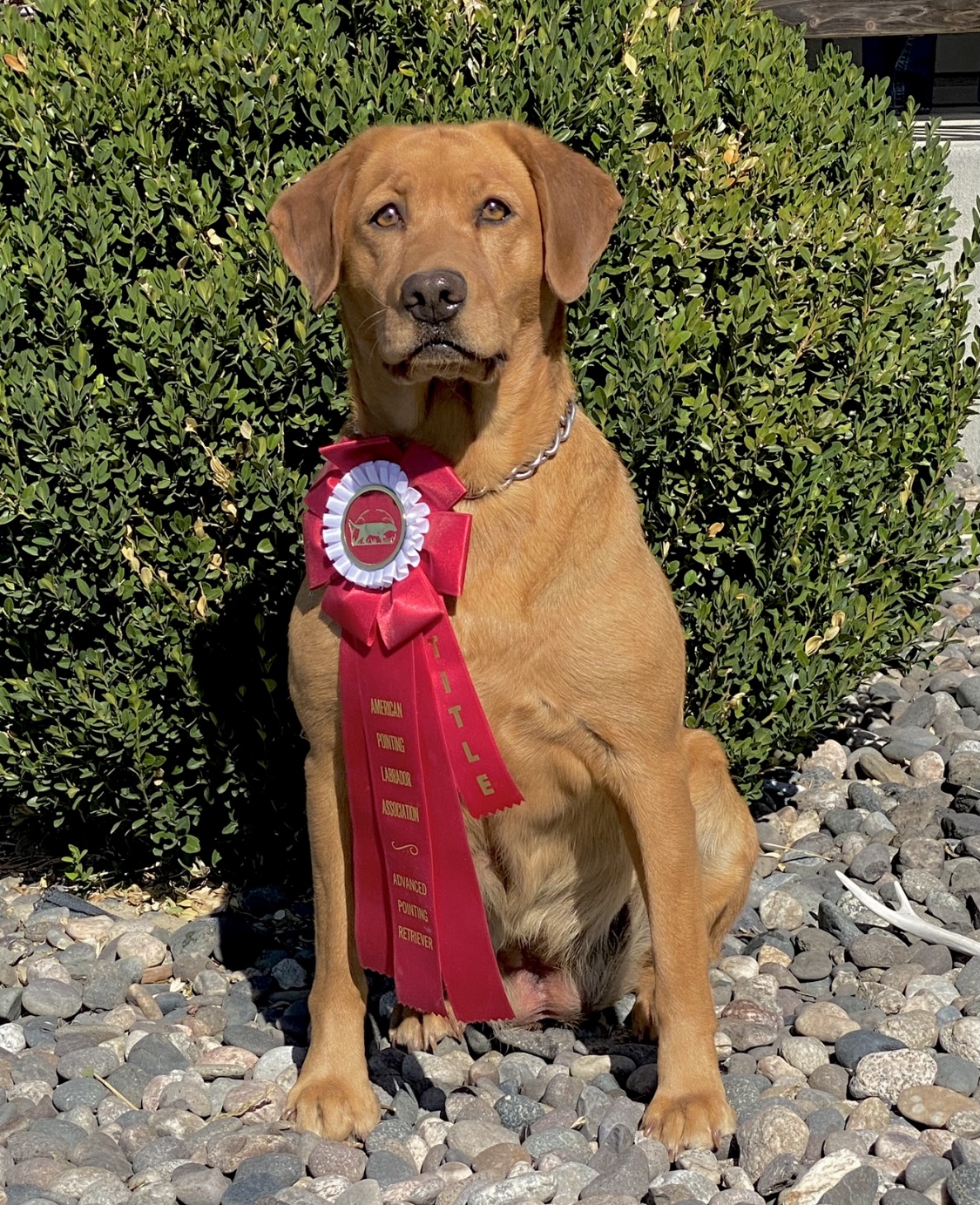 APR HR Indi Rose Montana's Red Rooster Pointing Lab | Yellow Labrador Retriver