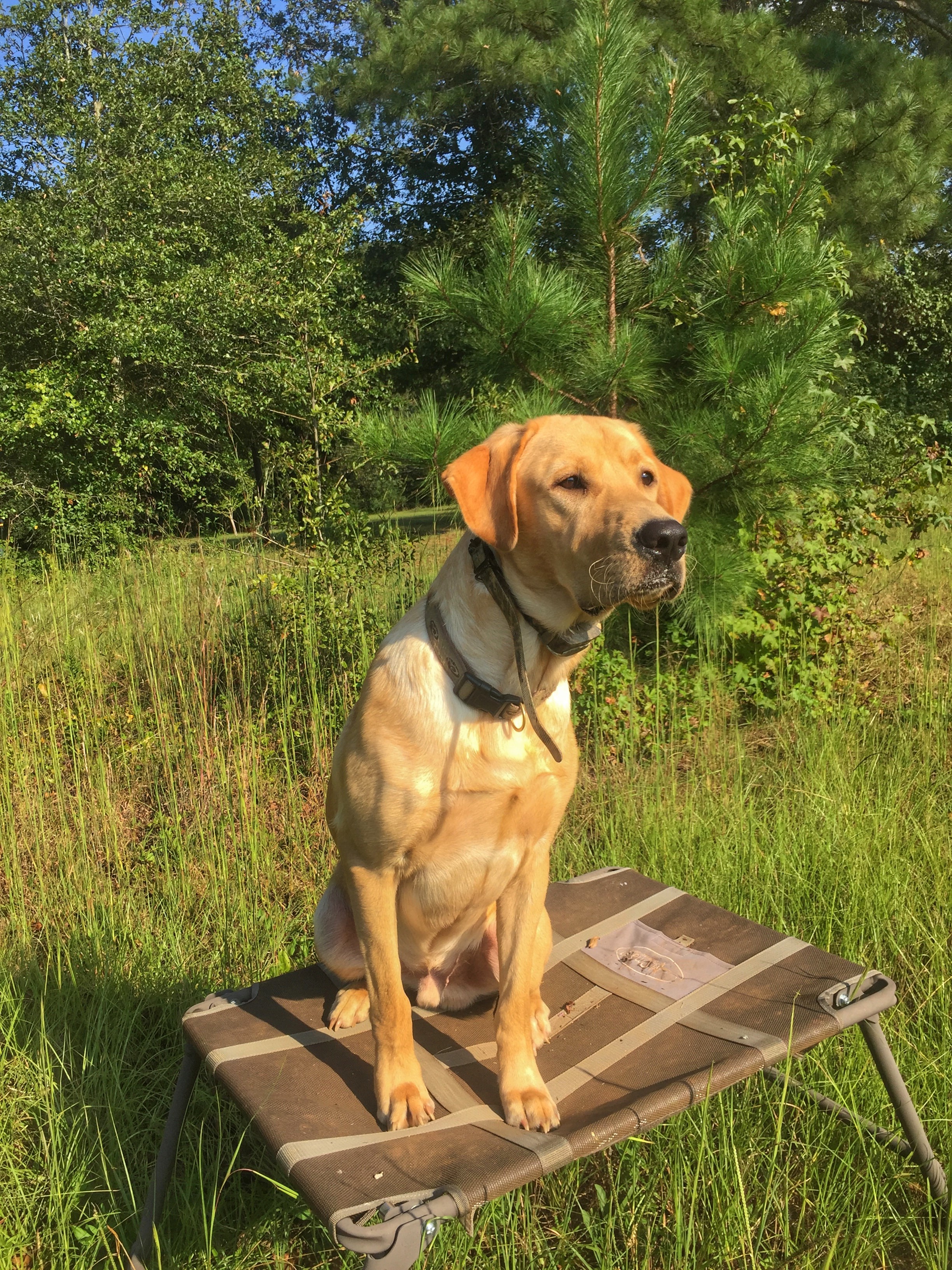 HR Hat Creek's Oak Man On Go | Yellow Labrador Retriver